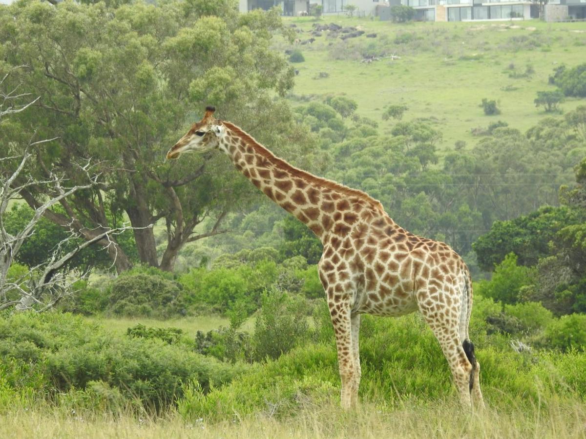 Milkwood Country House Port Elizabeth Exteriör bild